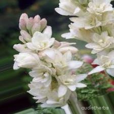 augmented_Polianthes tuberosa flower1_0_7663.jpeg